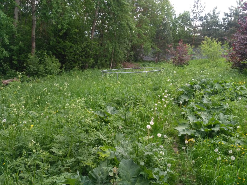 Покос в Одинцово