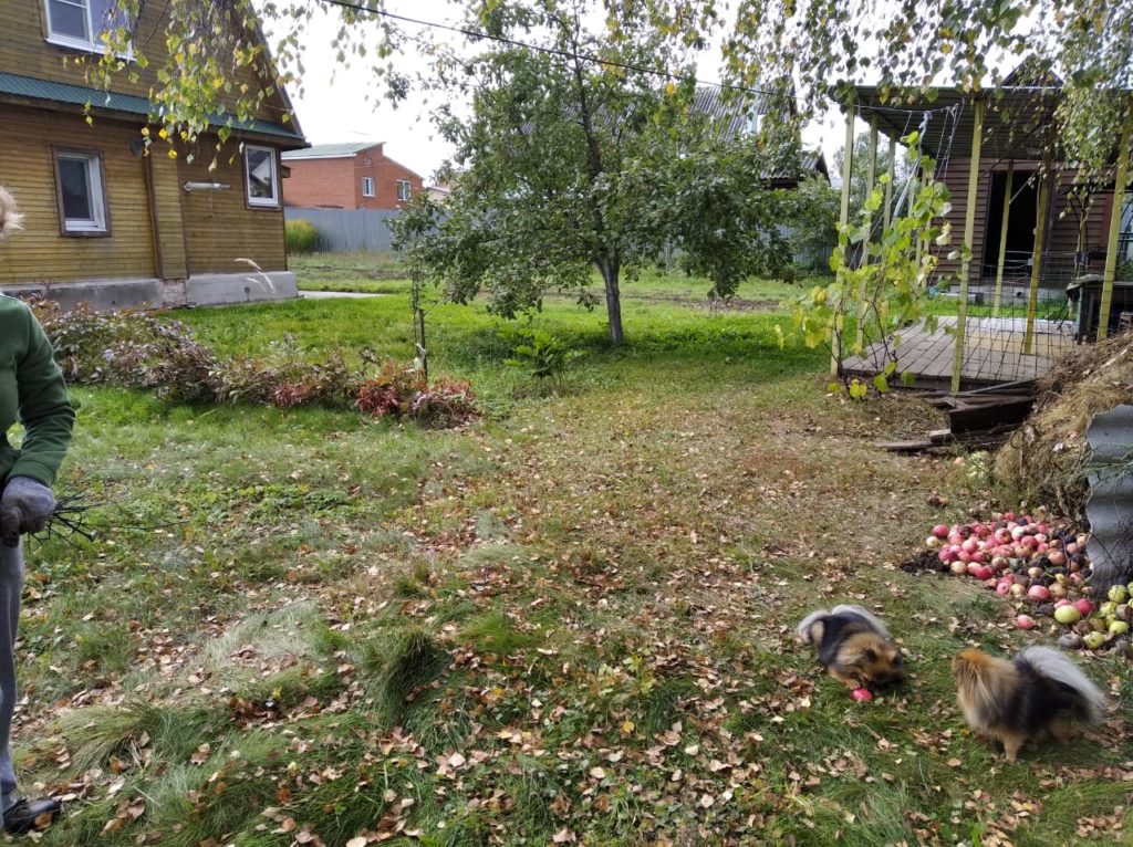 Мульчирующий покос. Солнечногорский район, дачный посёлок Поварово