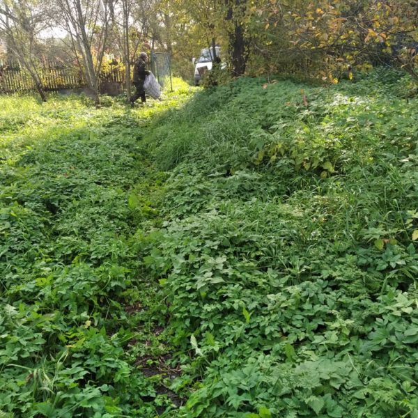 Покос без сбора. Раменский район, село Степановское